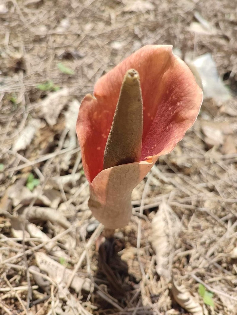 Amorphophallus bulbifer photo 6