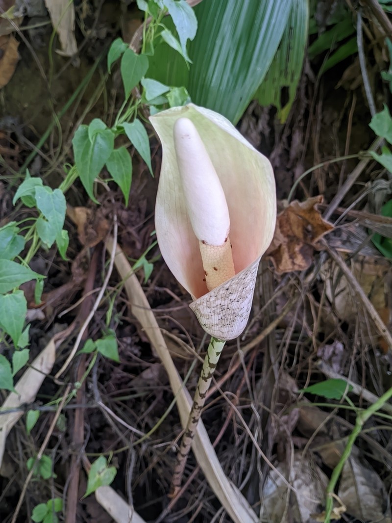 Amorphophallus bulbifer photo 7