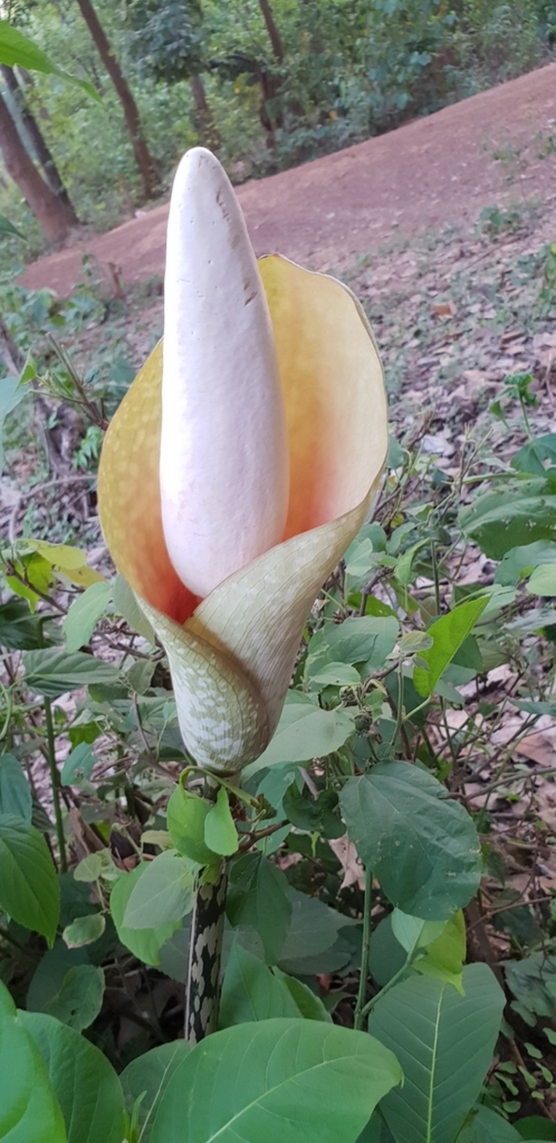 Amorphophallus bulbifer photo 8