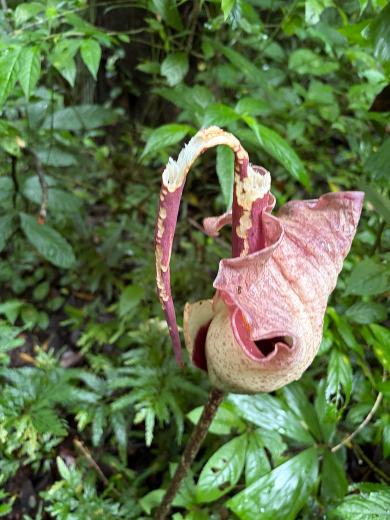 Amorphophallus calcicola photo 5