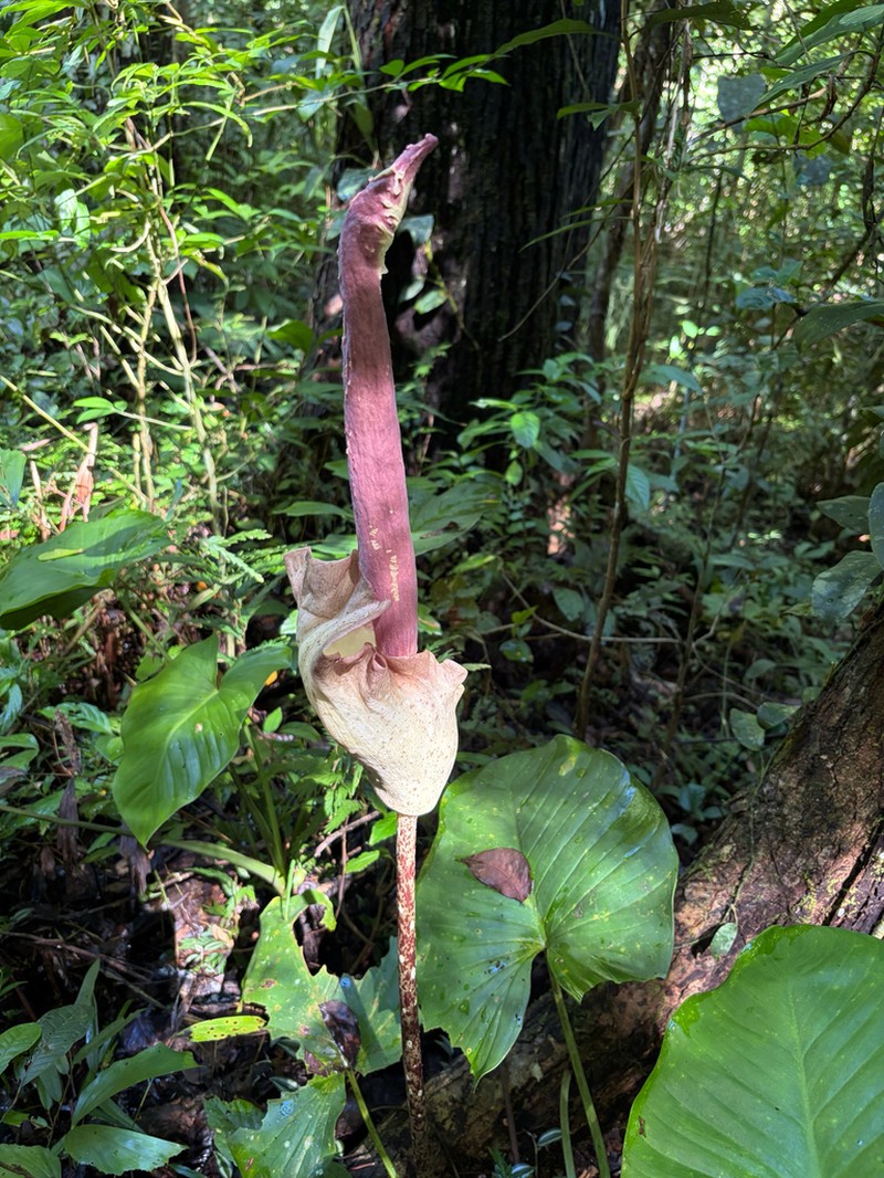 Amorphophallus calcicola photo 7