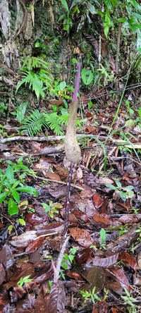Amorphophallus calcicola
