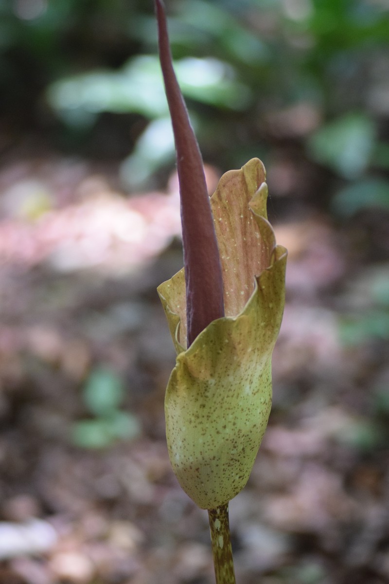 Amorphophallus calcicola photo 3
