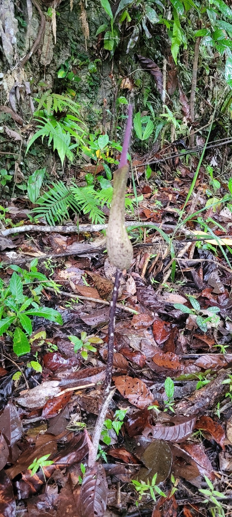 Amorphophallus calcicola photo 4