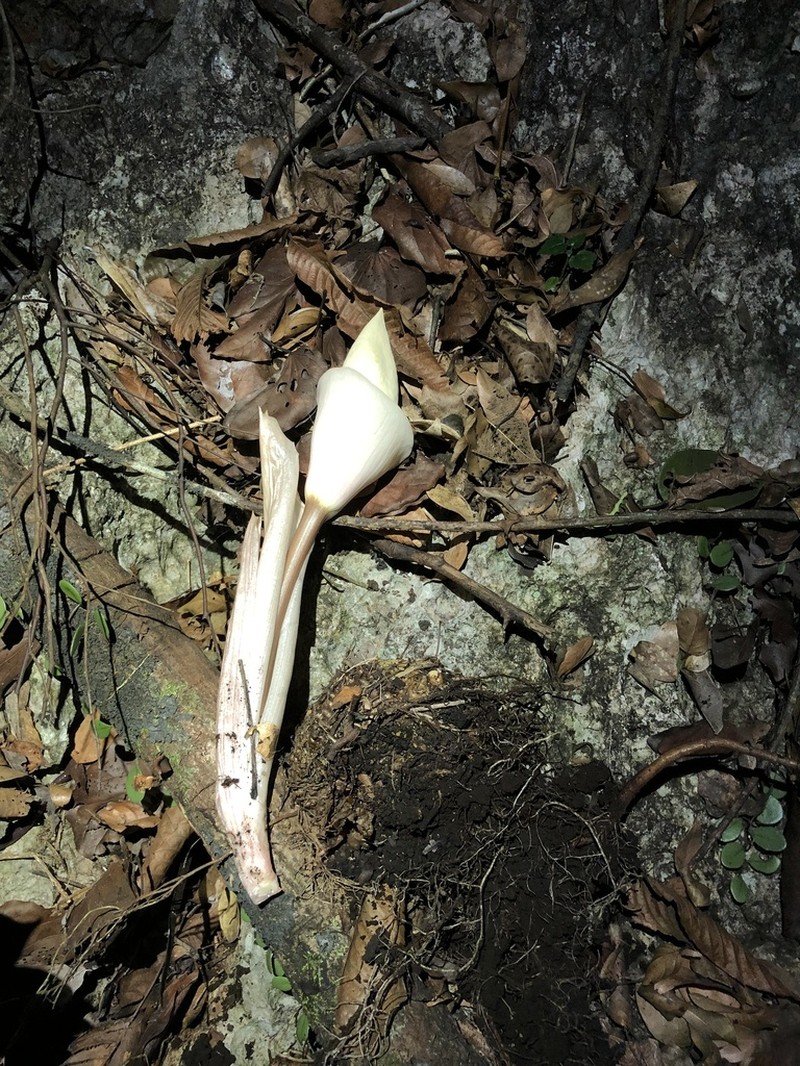 Amorphophallus candidissimus