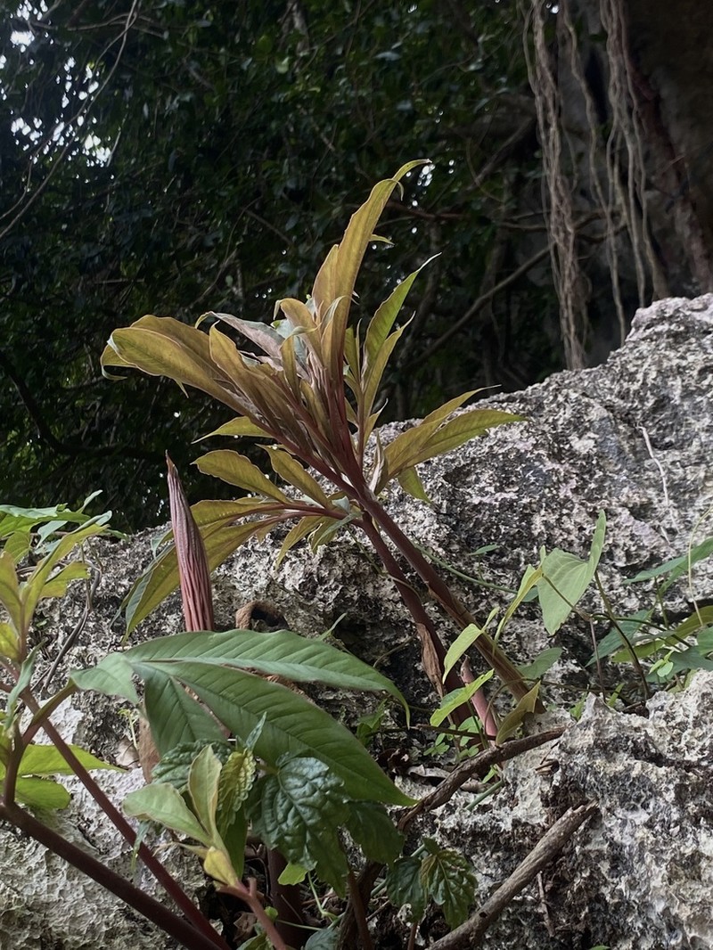 Amorphophallus cicatricifer