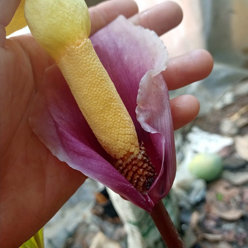 Amorphophallus cicatricifer photo 3
