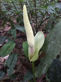 Amorphophallus coaetaneus