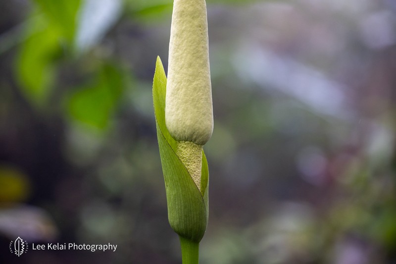 Amorphophallus coaetaneus photo 3