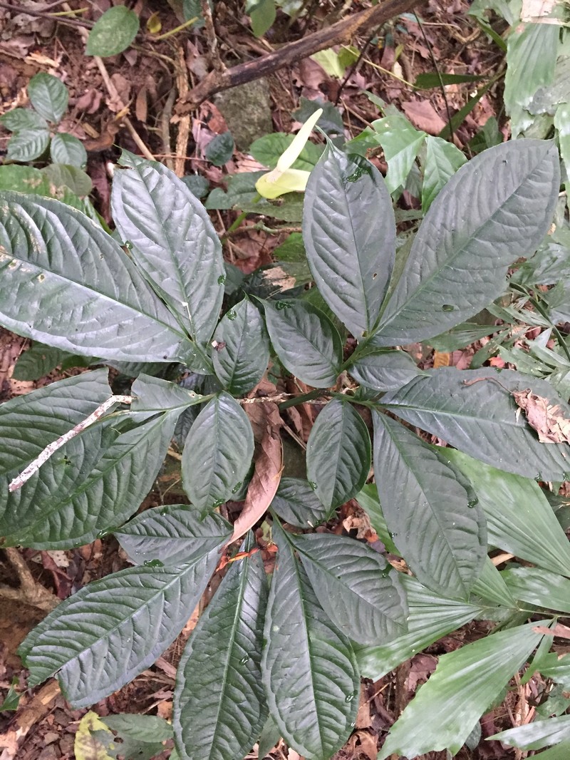 Amorphophallus coaetaneus photo 4