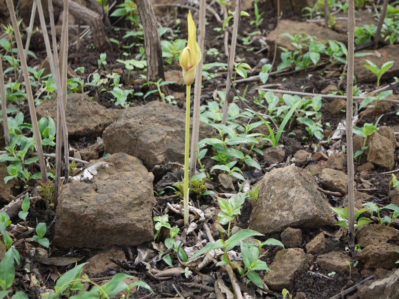 Amorphophallus commutatus