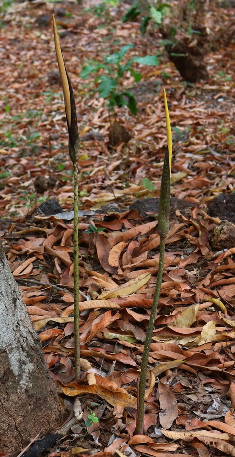 Amorphophallus commutatus photo 2
