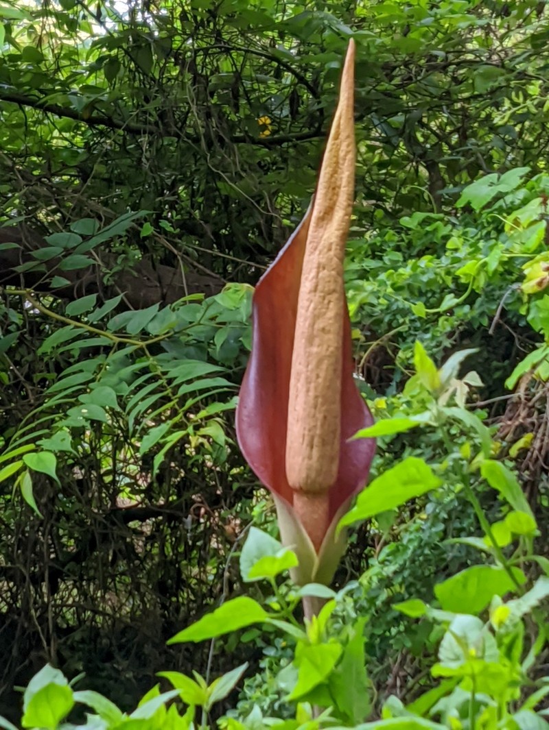 Amorphophallus commutatus photo 3