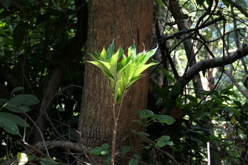 Amorphophallus commutatus photo 4