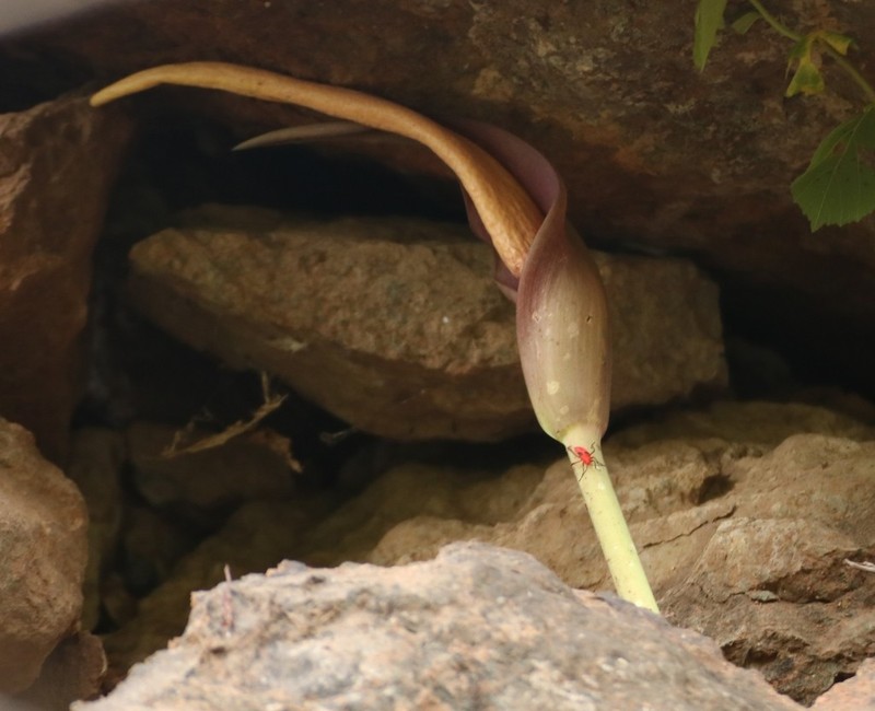 Amorphophallus commutatus photo 5