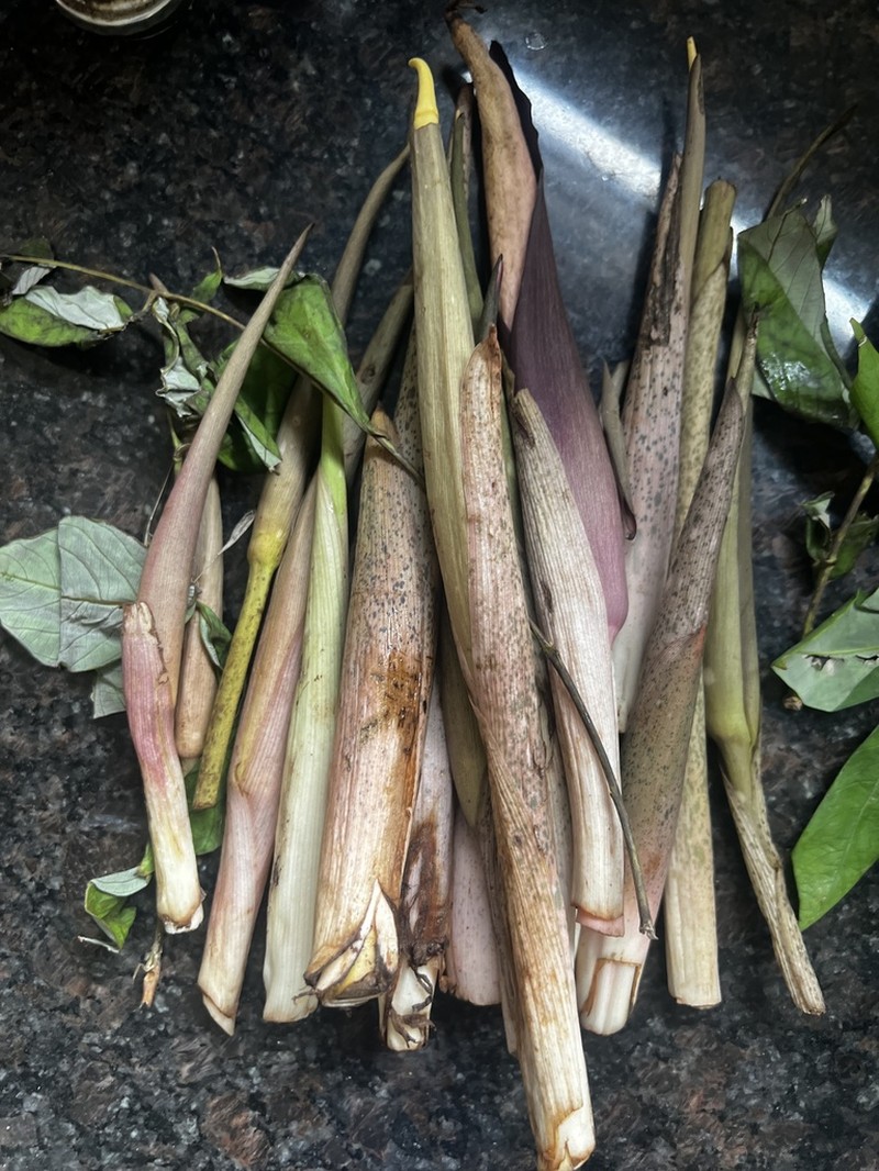Amorphophallus commutatus photo 6