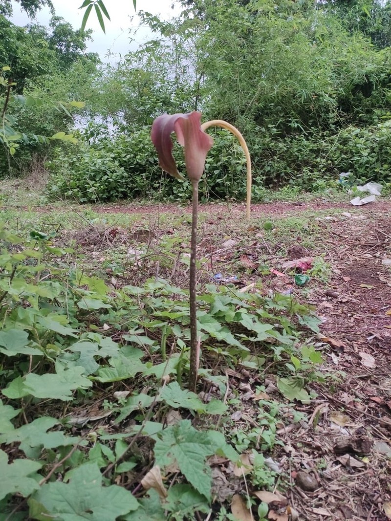 Amorphophallus commutatus photo 7