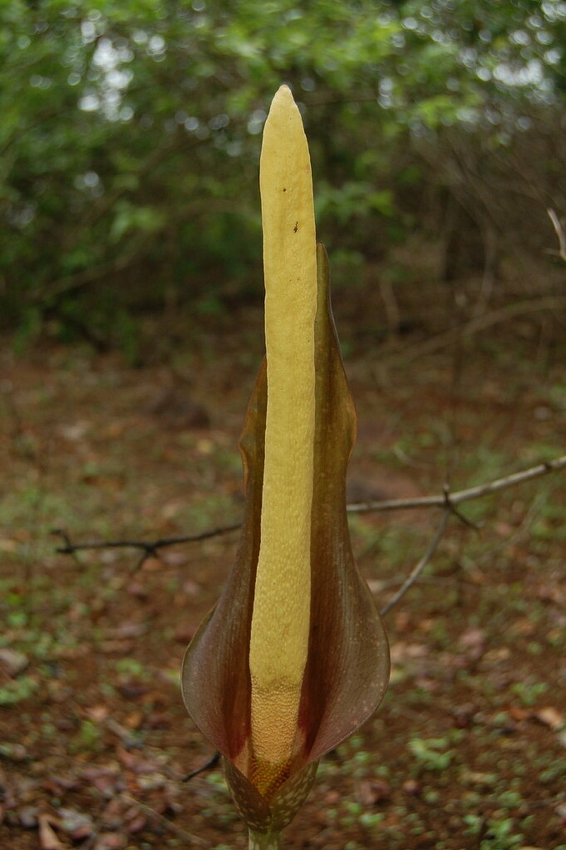 Amorphophallus commutatus photo 8