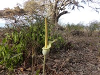 Amorphophallus consimilis