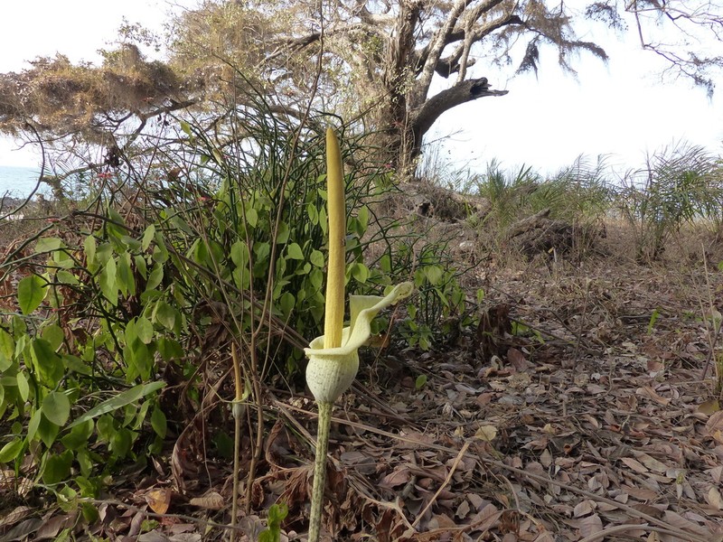 Amorphophallus consimilis