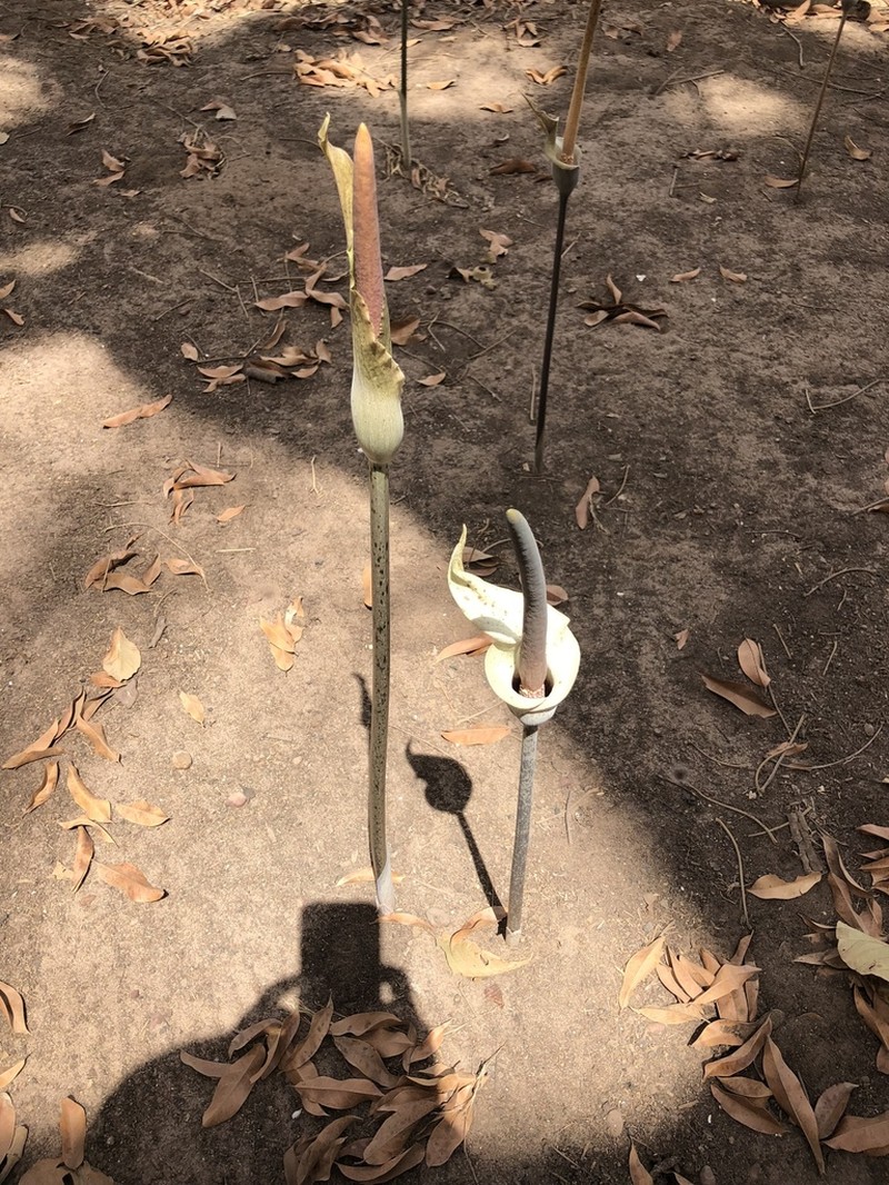 Amorphophallus consimilis photo 2