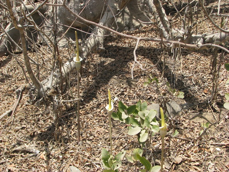Amorphophallus consimilis photo 3