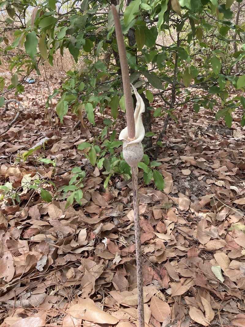 Amorphophallus consimilis photo 4