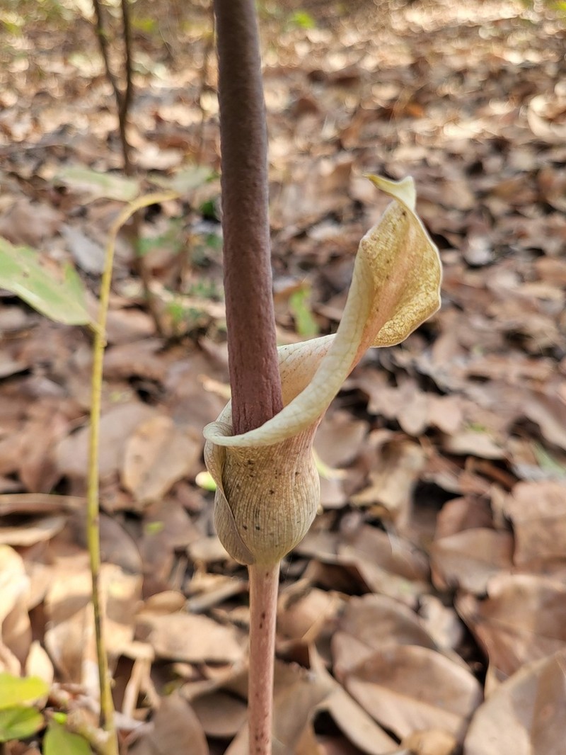 Amorphophallus consimilis photo 5