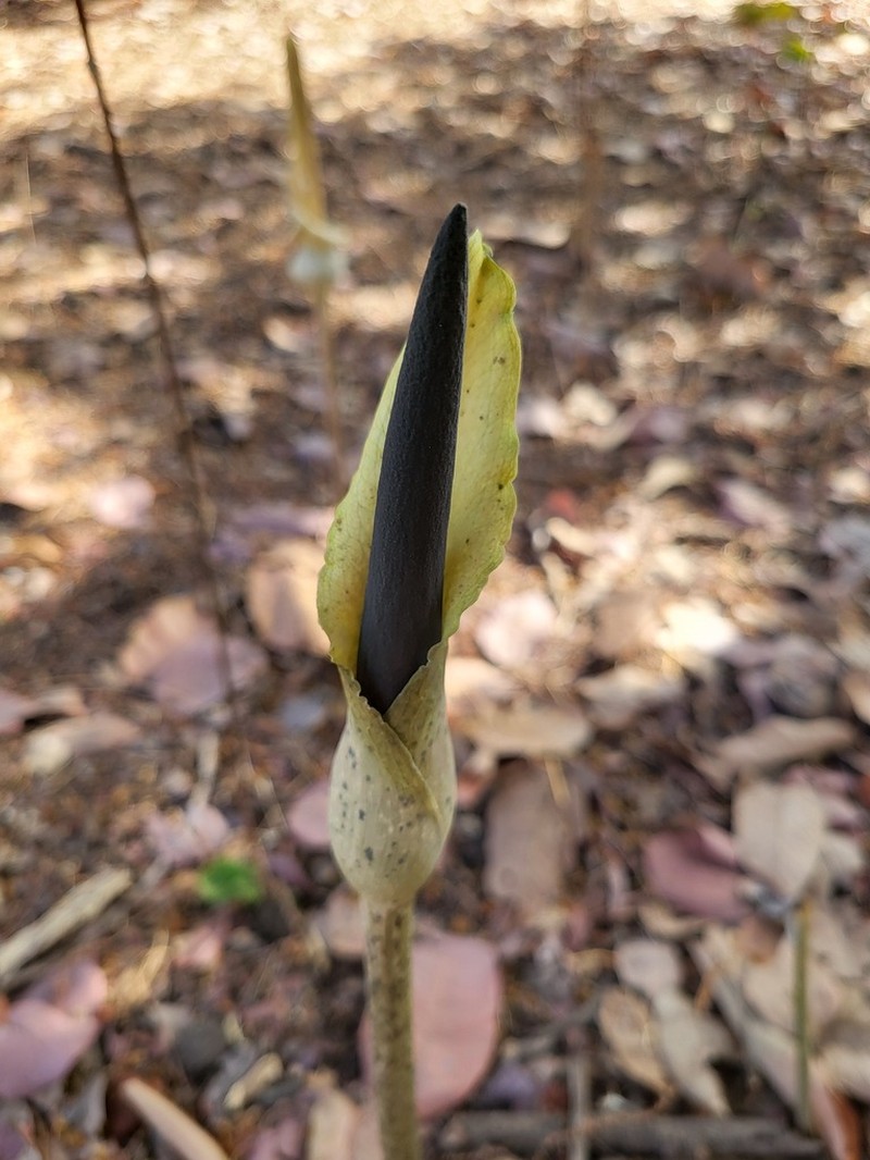 Amorphophallus consimilis photo 7