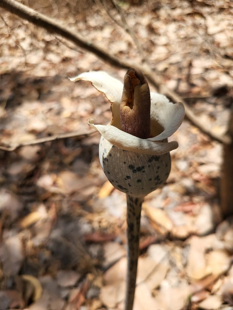Amorphophallus consimilis photo 8