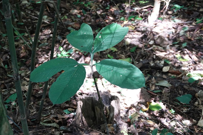 Amorphophallus cruddasianus photo 2
