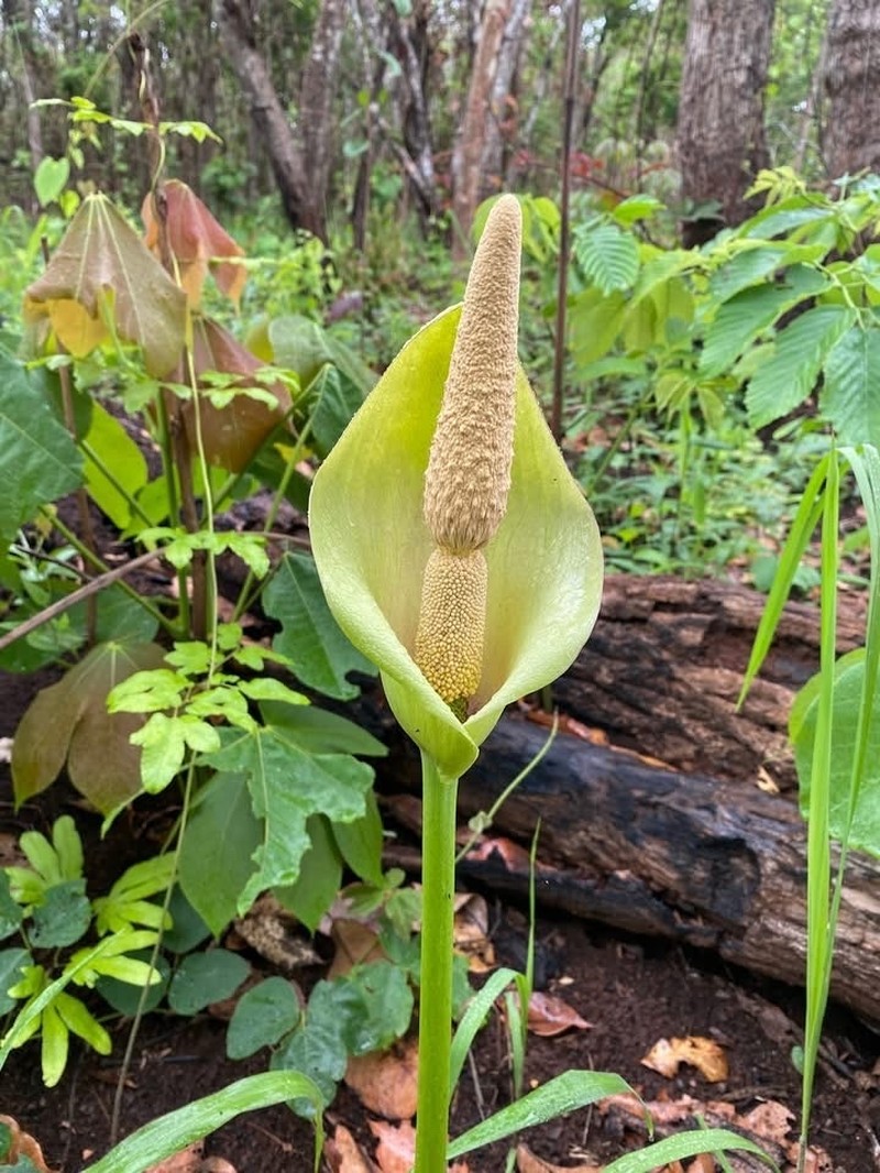 Amorphophallus cruddasianus photo 3