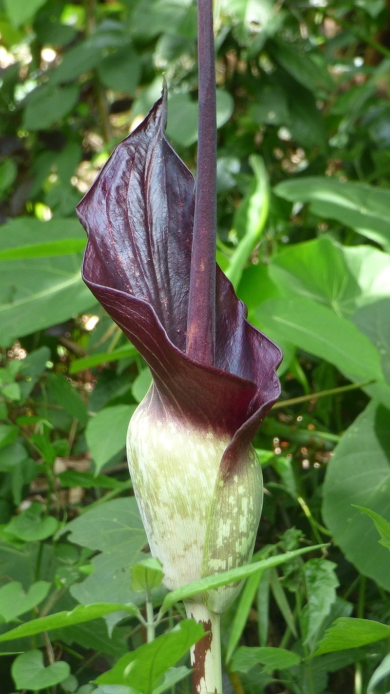 Amorphophallus declinatus photo 2