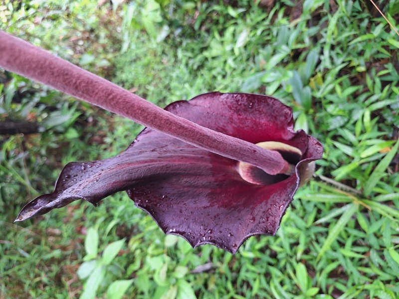 Amorphophallus declinatus photo 3