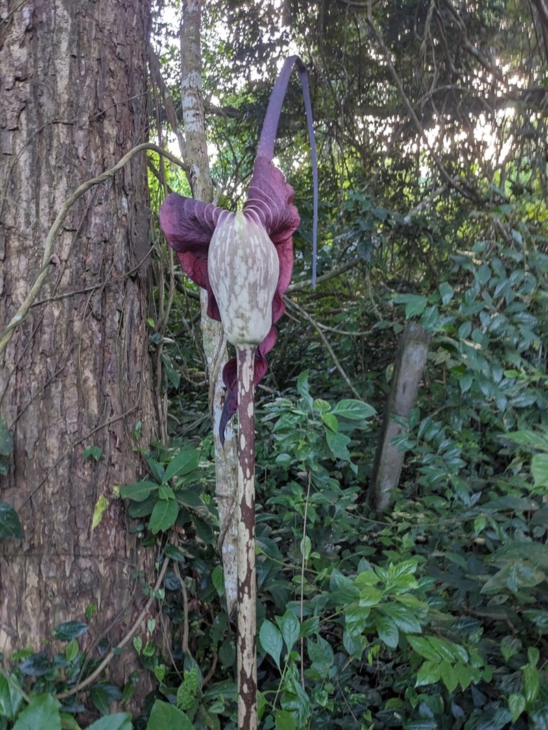 Amorphophallus declinatus photo 4
