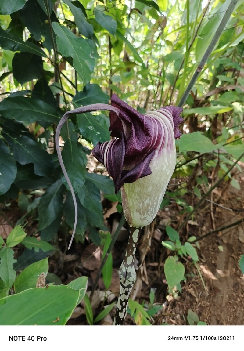 Amorphophallus declinatus photo 5