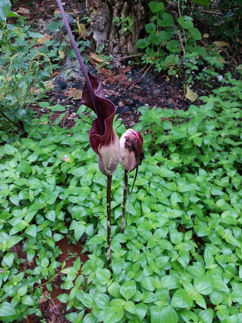 Amorphophallus declinatus photo 8