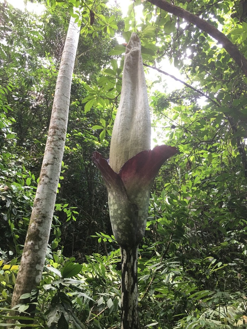 Amorphophallus decus-silvae photo 2