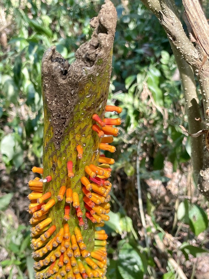 Amorphophallus decus-silvae photo 3