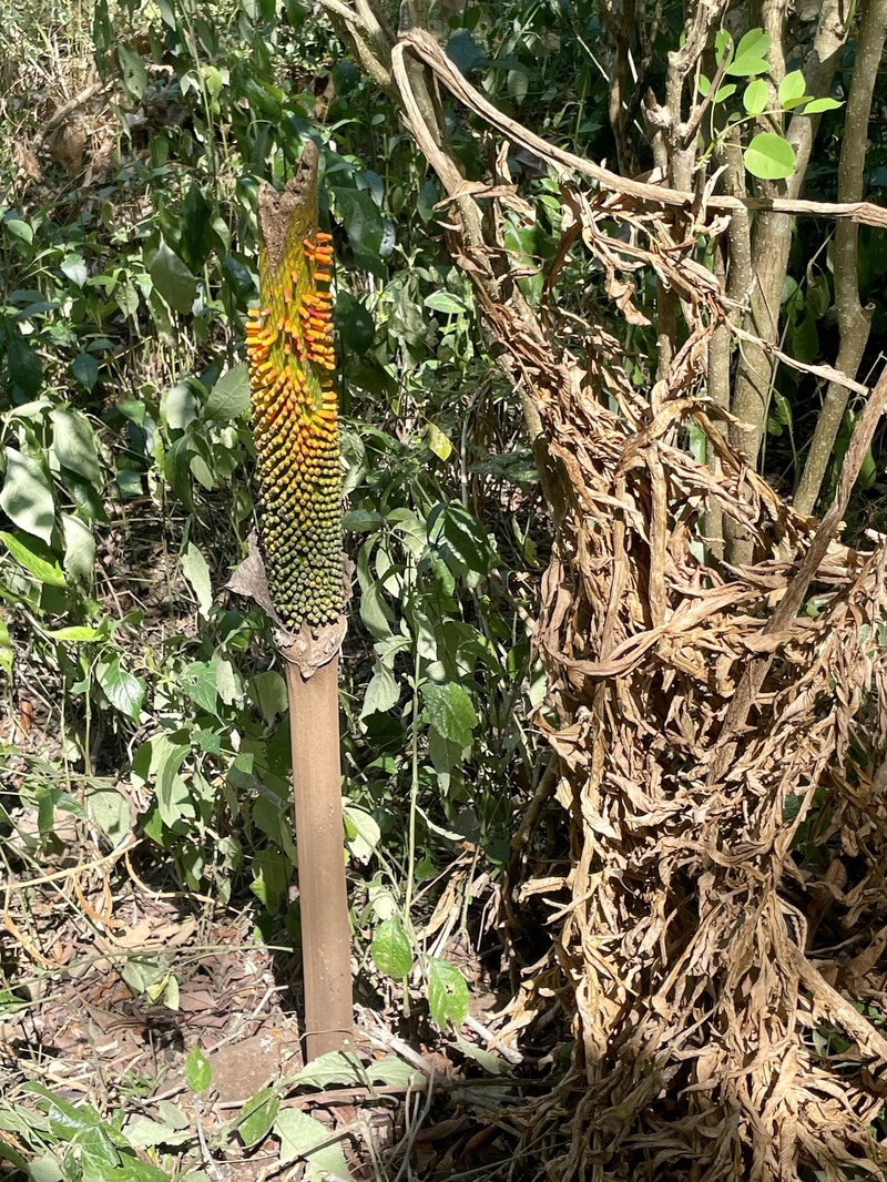 Amorphophallus decus-silvae photo 4