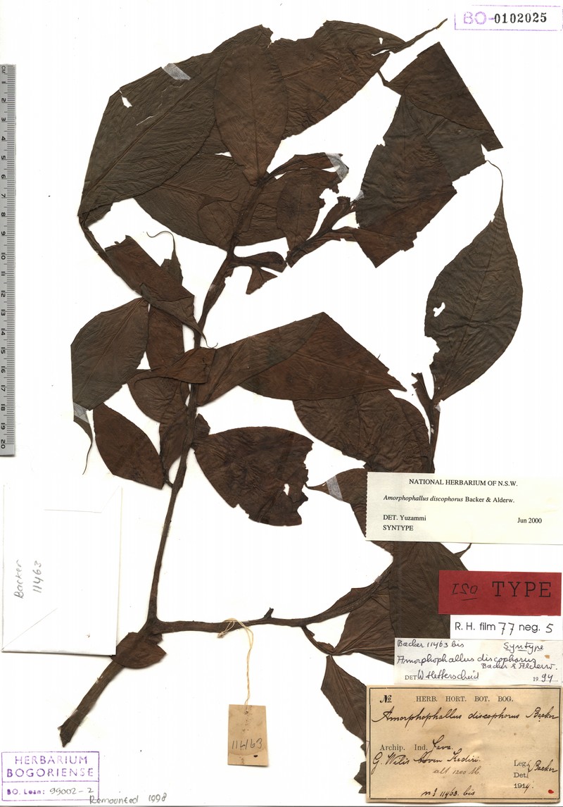 Amorphophallus discophorus