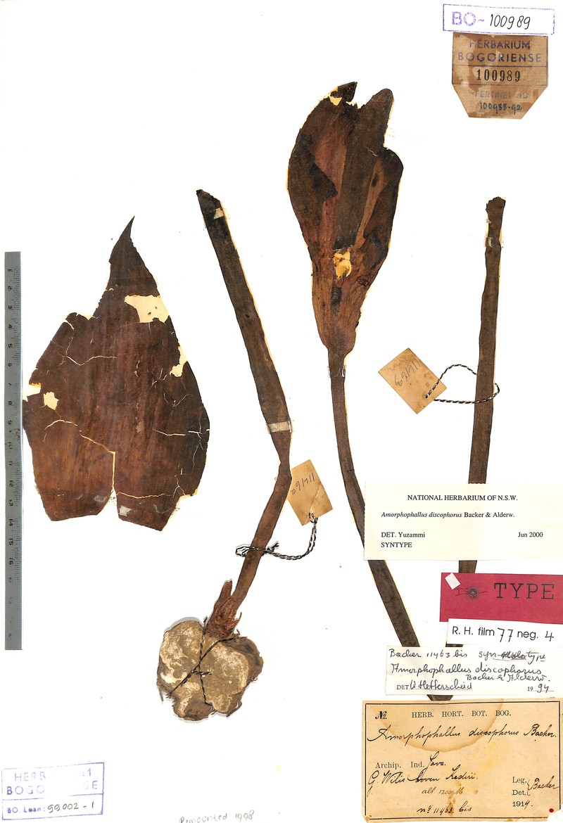 Amorphophallus discophorus photo 2