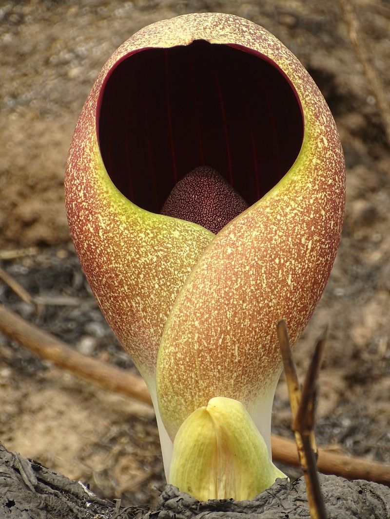Amorphophallus dracontioides