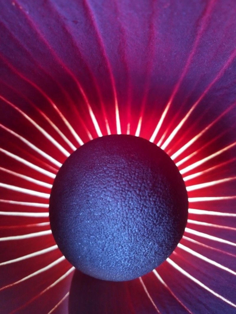 Amorphophallus dracontioides photo 2
