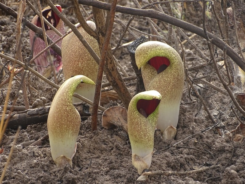 Amorphophallus dracontioides photo 3