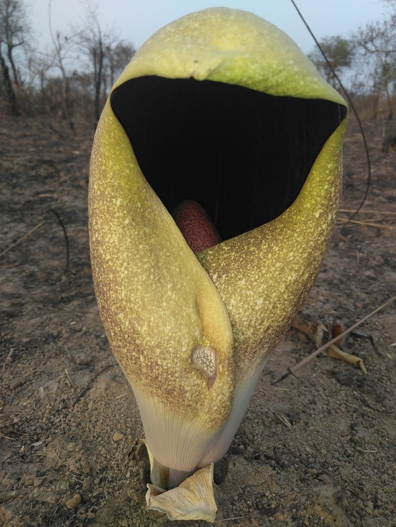 Amorphophallus dracontioides photo 4