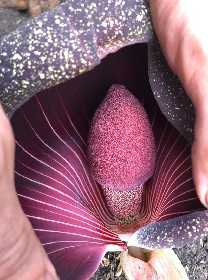 Amorphophallus dracontioides photo 5