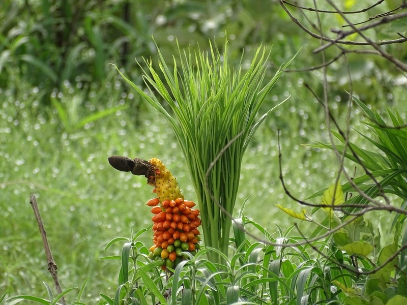 Amorphophallus dracontioides photo 6