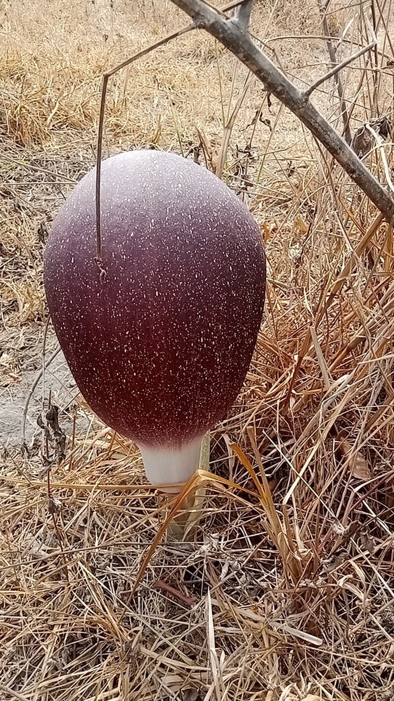 Amorphophallus dracontioides photo 7