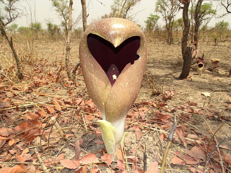 Amorphophallus dracontioides photo 8